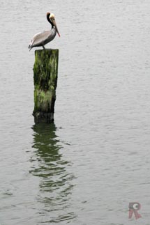 Spotting Image 1