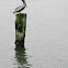 Pelican