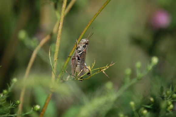 Spotting Image 1