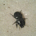 Beetle