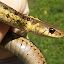Common Garter Snake