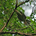 Lineated Barbet