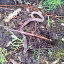Worm
