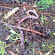 Worm