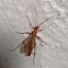 Ichneumon wasp