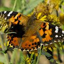 Painted Lady