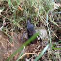 Leaf-footed bug