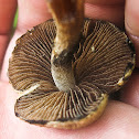 Velvety Psathyrella