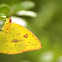 Cloudless Sulphur