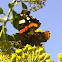 Red admiral / Kelebek