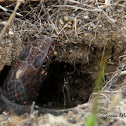 Red Coachwhip