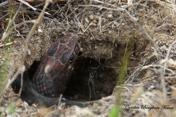 Spotting Image 1
