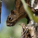 Brazilian Squirrel