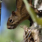 Brazilian Squirrel