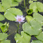water lily
