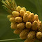 White Pine Staminate Cones