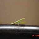 Mantis
