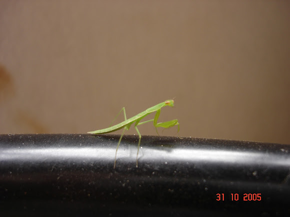 Spotting Image 1