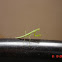 Mantis