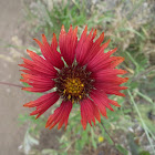 Blanket Flower