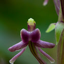 Tall Twayblade