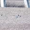 Rock Pigeons