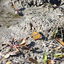 Painted Lady Butterfly