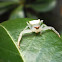 White Crab Spider