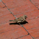 Clay-colored sparrow