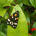 Scarlet tiger moth