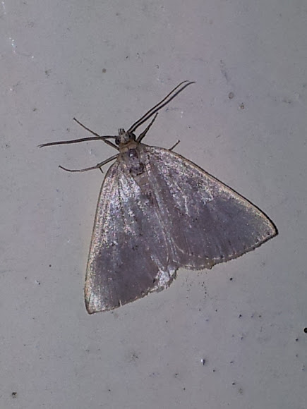 Spotting Image 1