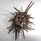 Slate Pencil Urchin