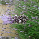 lavanda