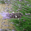 lavanda