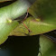 Frühe Adonislibelle