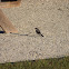 Loggerhead Shrike