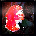 Scarlet fly cap