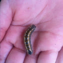 Tent Caterpillar