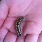 Tent Caterpillar