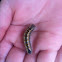 Tent Caterpillar