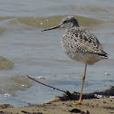 Lesser Yellowlegs