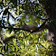 White Squirrel