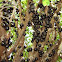 Jabuticaba
