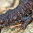Great Crested Newt