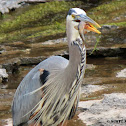 Great Blue Heron