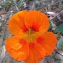 Nasturium