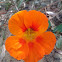 Nasturium