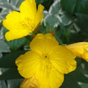 Evening Primrose