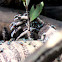 Blowflies