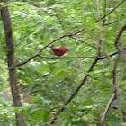 Cardinal